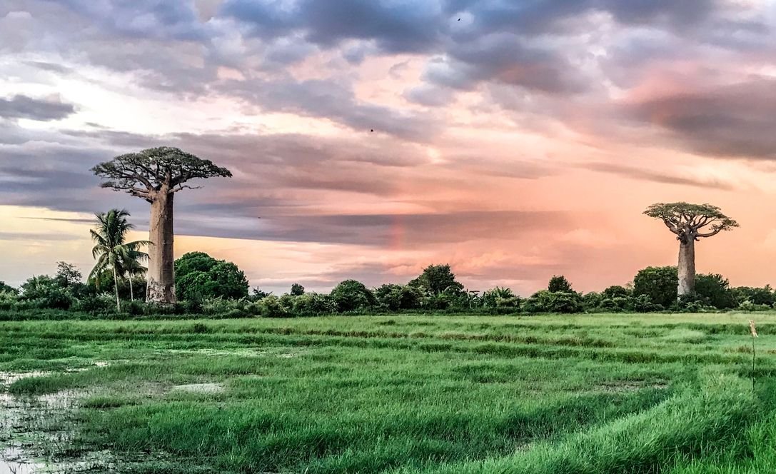 Baobabs Avenue after Rainy season