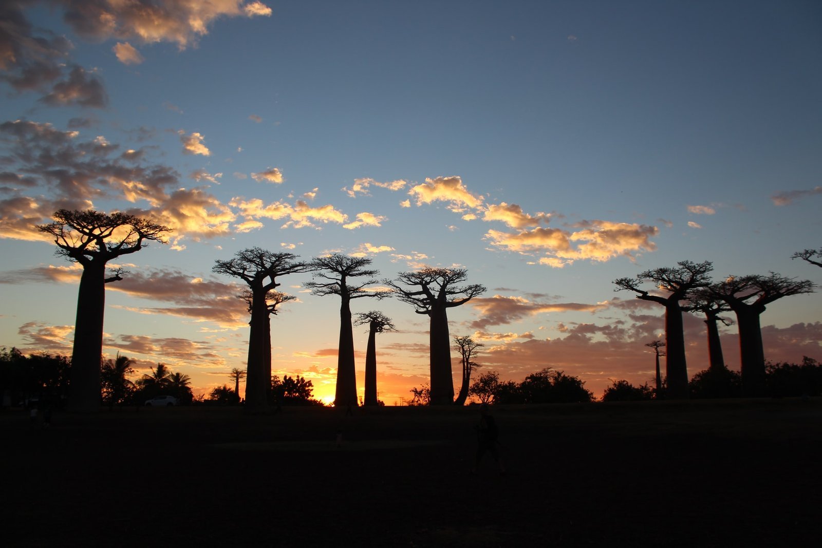 Baobabs' Avenue