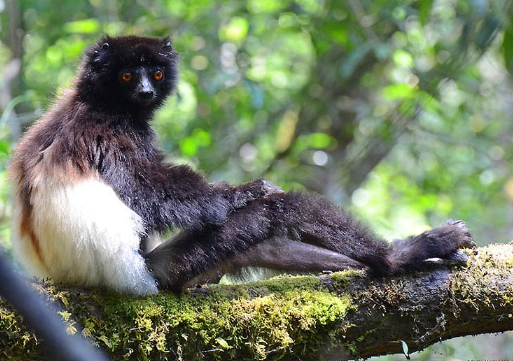Lemur in Andasibe