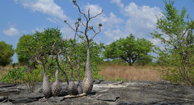Parc National de la Baie de Baly