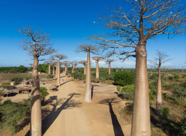 Avenue des Baobabs
