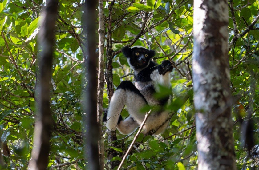 Le lemurien Indri, dans le PArc National d'Andasibe