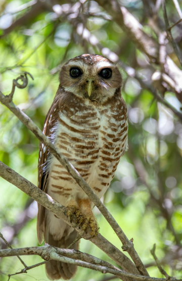 Hibou dans le parc national de Zombitse