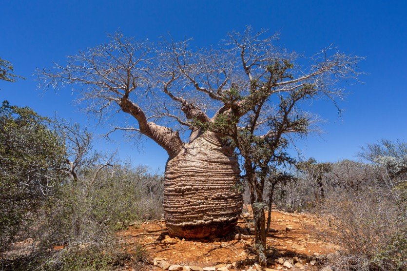 Parc National de Tsimanampetsotsa