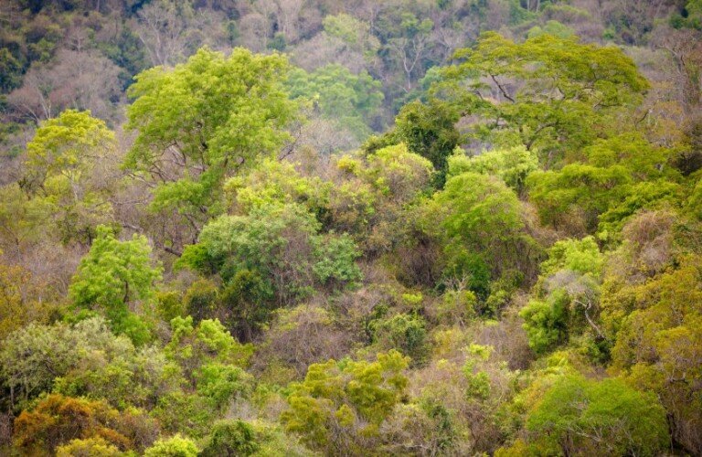 La forêt d’Ankarafantsika